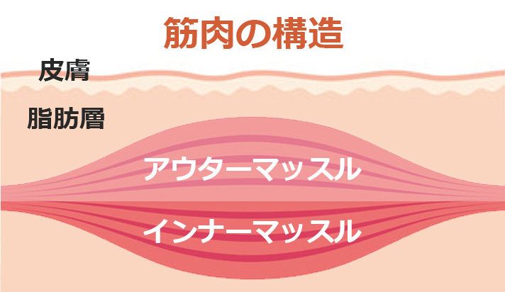 筋肉の構造。体の表面から皮膚、脂肪層、アウターマッスル、インナーマッスルの順に位置することを示す図。